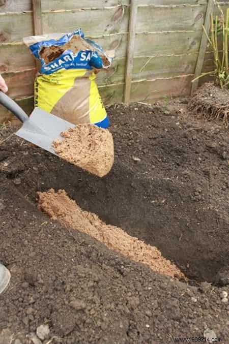 Grow Beautiful Roses By Planting The Cuttings In POTATOES. 