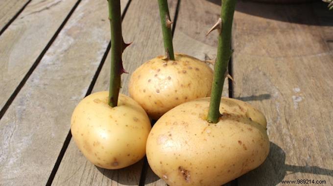 Grow Beautiful Roses By Planting The Cuttings In POTATOES. 