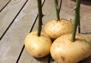 Grow Beautiful Roses By Planting The Cuttings In POTATOES. 