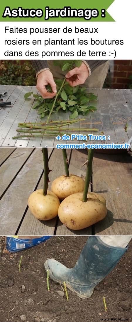 Grow Beautiful Roses By Planting The Cuttings In POTATOES. 