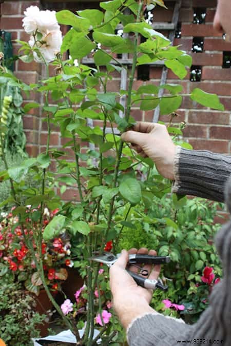 Grow Beautiful Roses By Planting The Cuttings In POTATOES. 