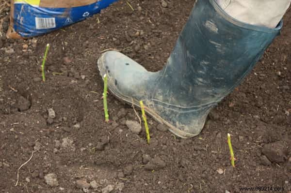 Grow Beautiful Roses By Planting The Cuttings In POTATOES. 