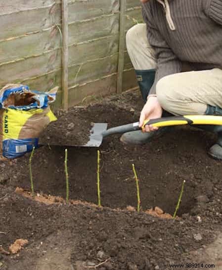 Grow Beautiful Roses By Planting The Cuttings In POTATOES. 