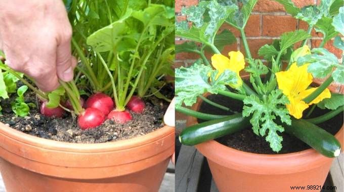 The 21 Easiest Fruits and Vegetables to Grow IN A POT. 