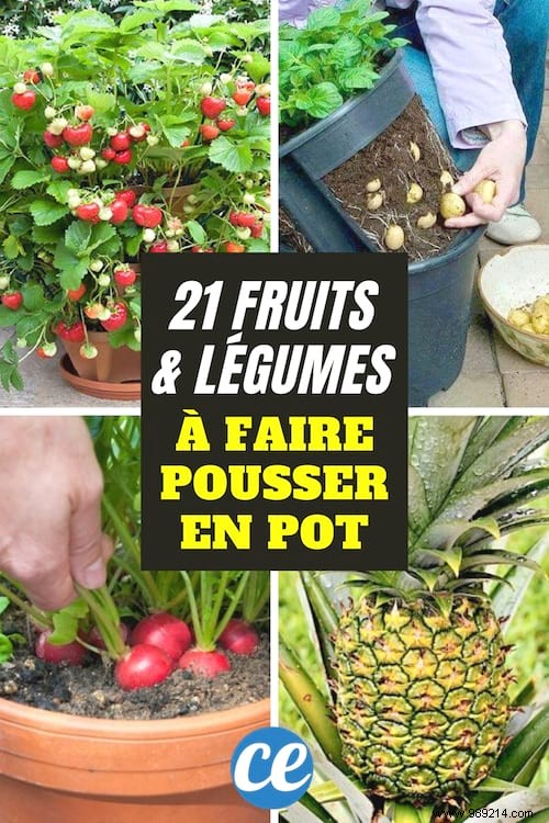 The 21 Easiest Fruits and Vegetables to Grow IN A POT. 