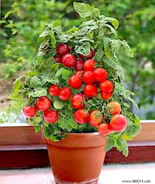 The 21 Easiest Fruits and Vegetables to Grow IN A POT. 