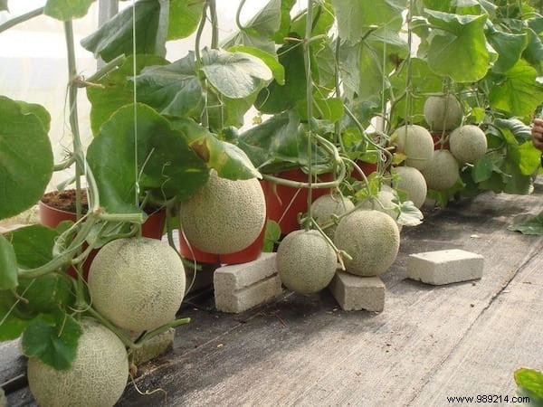 The 21 Easiest Fruits and Vegetables to Grow IN A POT. 