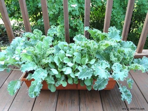 The 21 Easiest Fruits and Vegetables to Grow IN A POT. 