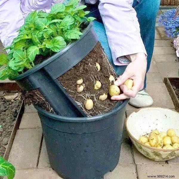 The 21 Easiest Fruits and Vegetables to Grow IN A POT. 