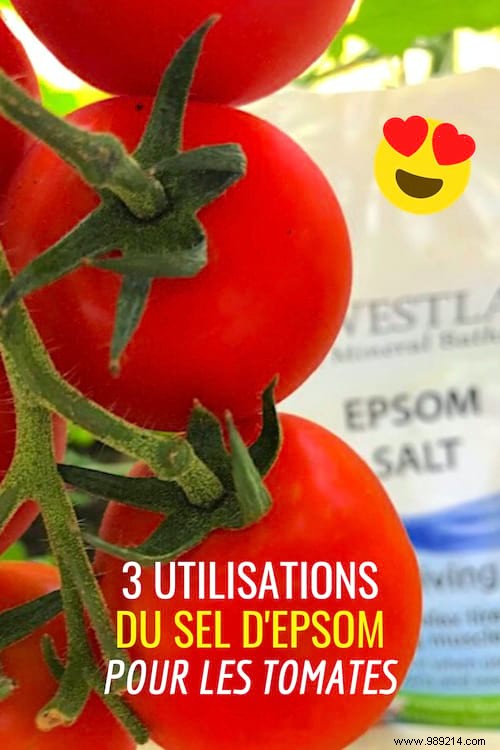 Epsom Salt:3 Uses To Grow Beautiful &Big Tomatoes. 