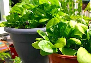 How To Grow Potted Spinach? 12 Gardening tips. 