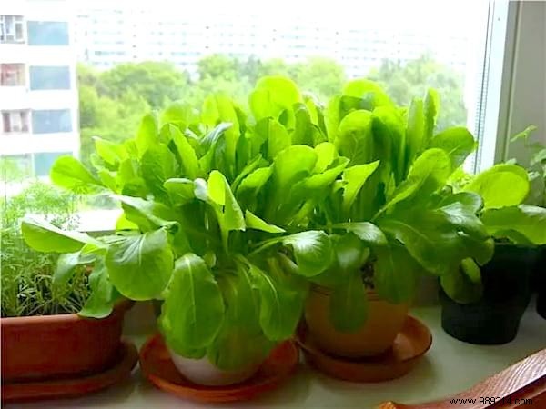 How To Grow Potted Spinach? 12 Gardening tips. 