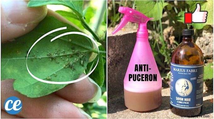 The POWERFUL Anti-Aphid Spray That Protects Your Plants. 