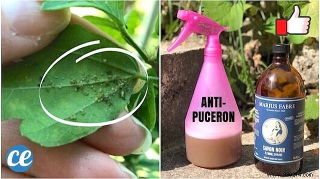 The POWERFUL Anti-Aphid Spray That Protects Your Plants. 