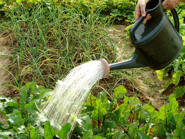 23 gardening tips to save tons of water in the garden. 