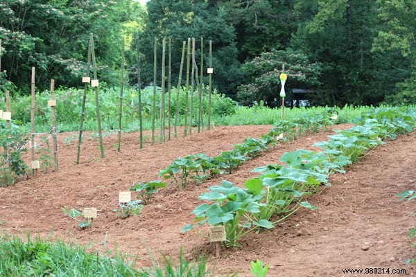 23 gardening tips to save tons of water in the garden. 