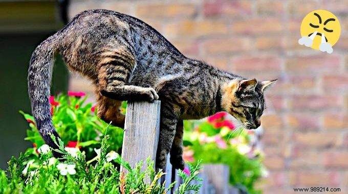 9 Tricks To Get CATS AWAY FROM Your Garden PERMANENTLY. 