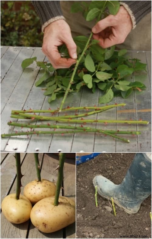 100 Garden Hacks That Make Life Easier. 