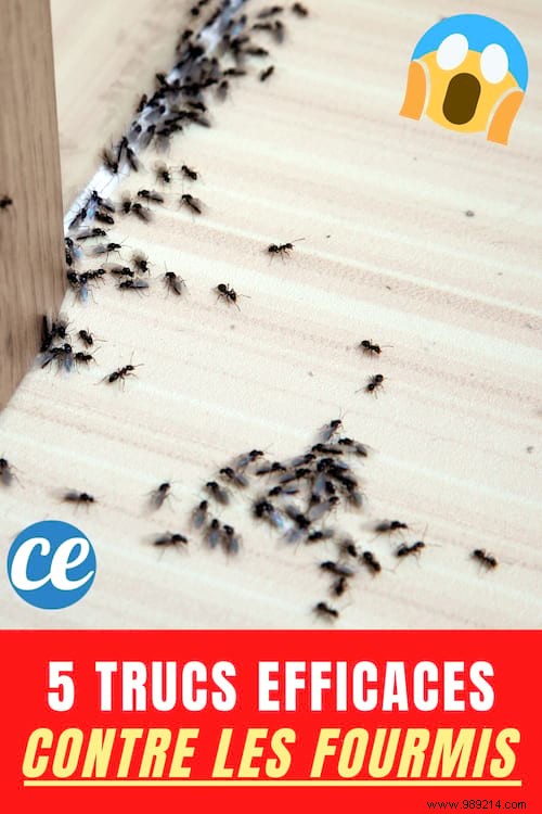 What to do against ants? 5 Natural Grandma Tricks. 