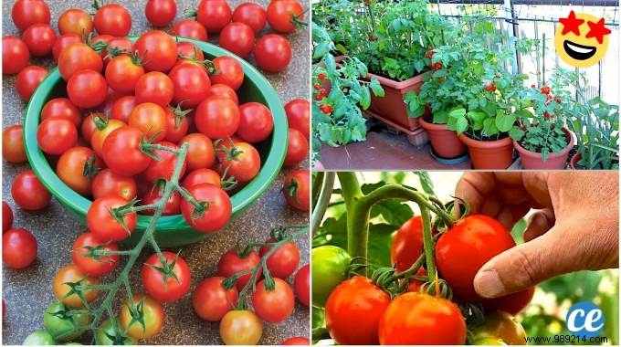 23 Tricks To Grow A Bunch Of Tomatoes On Your Balcony. 