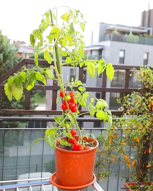 23 Tricks To Grow A Bunch Of Tomatoes On Your Balcony. 