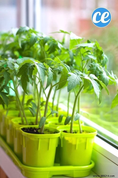 23 Tricks To Grow A Bunch Of Tomatoes On Your Balcony. 