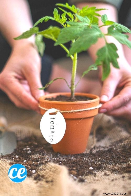 23 Tricks To Grow A Bunch Of Tomatoes On Your Balcony. 