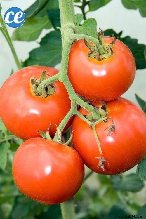 23 Tricks To Grow A Bunch Of Tomatoes On Your Balcony. 