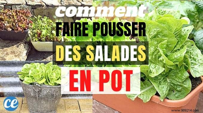 Here s How To Grow POT SALAD Easily. 