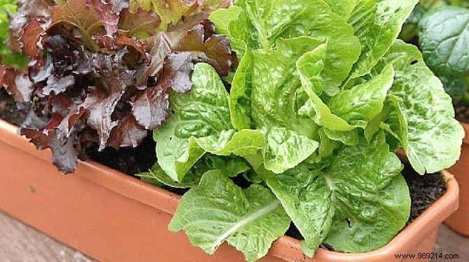 Here s How To Grow POT SALAD Easily. 