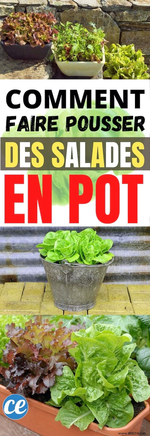 Here s How To Grow POT SALAD Easily. 