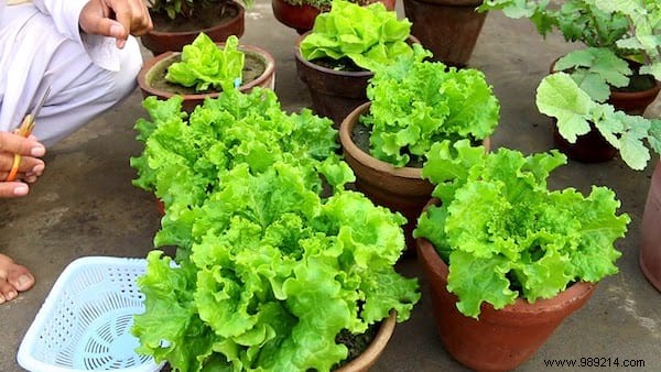 Here s How To Grow POT SALAD Easily. 