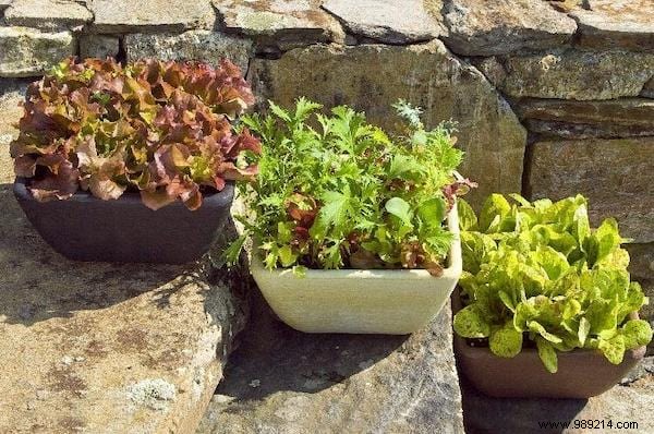 Here s How To Grow POT SALAD Easily. 