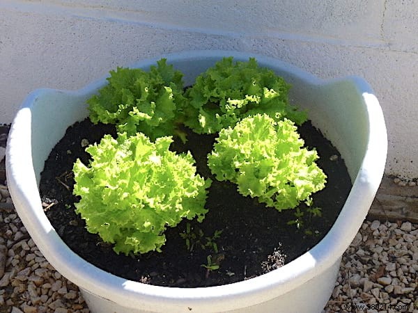 Here s How To Grow POT SALAD Easily. 