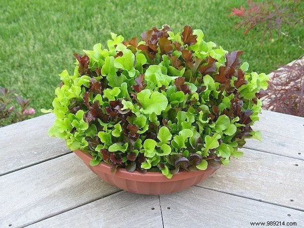 Here s How To Grow POT SALAD Easily. 