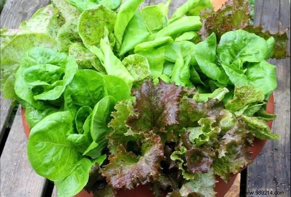 Here s How To Grow POT SALAD Easily. 