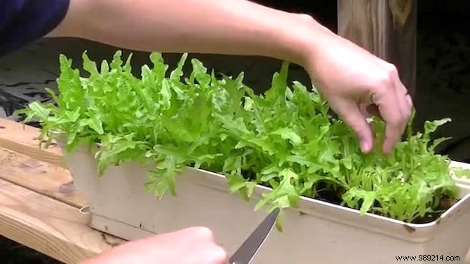 Here s How To Grow POT SALAD Easily. 