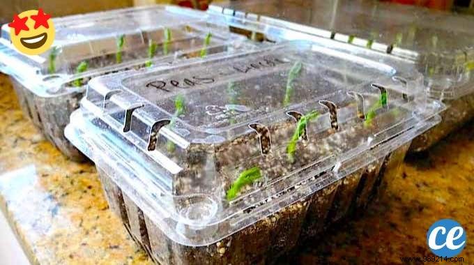 How To Make A Mini Greenhouse For Seedlings FREE. 