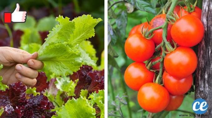 10 Easy-to-Grow Vegetables For Those Who Are New To Gardening. 