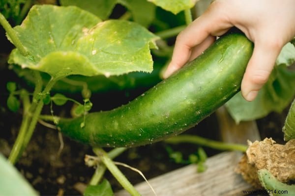 10 Easy-to-Grow Vegetables For Those Who Are New To Gardening. 