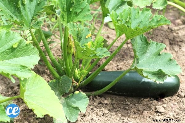 10 Easy-to-Grow Vegetables For Those Who Are New To Gardening. 