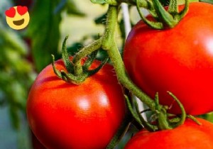 The Gardener s Trick To Growing Sweeter, Beautiful Tomatoes. 