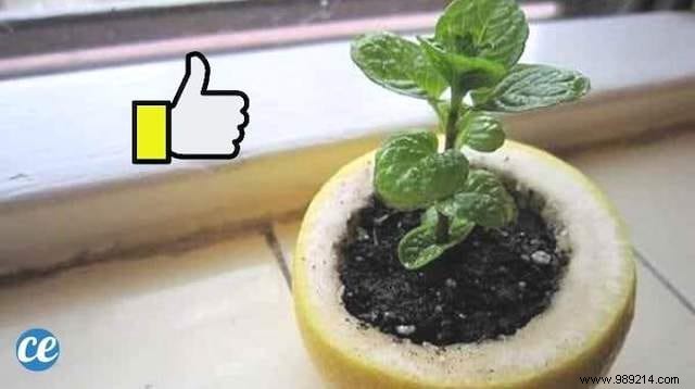 Don t Throw Away Your Lemon Skins! Use them as a seedling pot. 