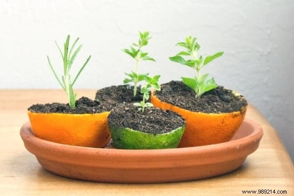 Don t Throw Away Your Lemon Skins! Use them as a seedling pot. 