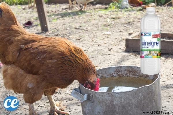 Use White Vinegar In The Garden And These 17 Miracles Will Happen. 