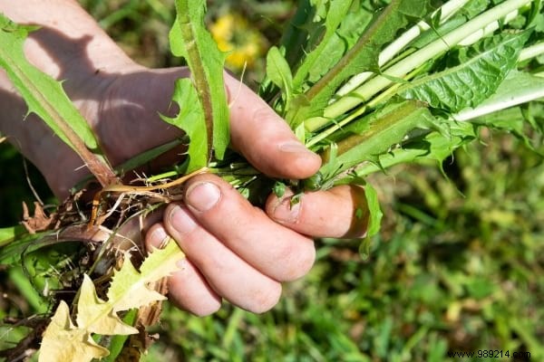 10 Frighteningly EFFECTIVE Natural and Free Fertilizers. 