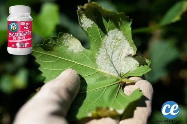 If You Use Baking Soda In The Garden, These 19 Miracles Will Happen. 