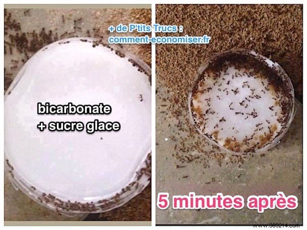 If You Use Baking Soda In The Garden, These 19 Miracles Will Happen. 