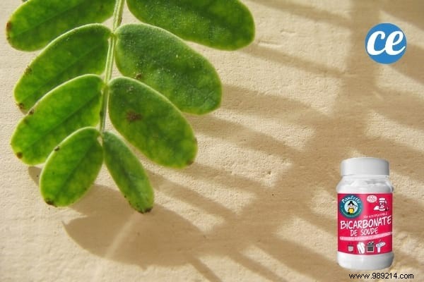 If You Use Baking Soda In The Garden, These 19 Miracles Will Happen. 