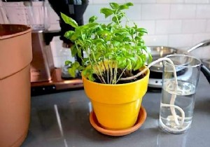 15 Easy Tips For Watering Your Plants When You re Away. 